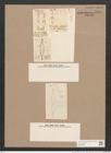 Stigmatophora rostrata (de-Toni-Nr.: Genus 27, Species 1298) Zeichnungen Sammlung Grunow Nr. 2479 (NHMW-BOT-W0369660)